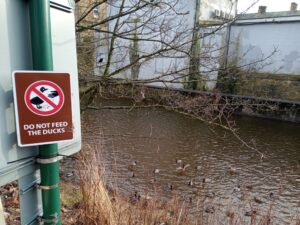 Padiham Beach, Do Not Feed The Ducks