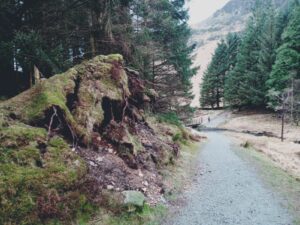 Blea Tarn, Circular Walk, Tree