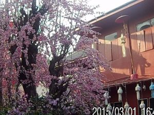 Cherry Blossom, Japan