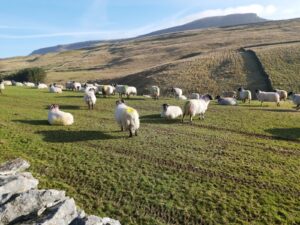 Pen-y-ghent walk, sheep in field, Yorkshire
