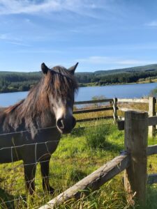 Kielder Forest, Horse, Cute
