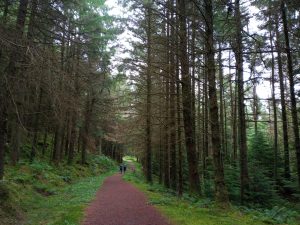 Gwydir Forest Park, Walk trail
