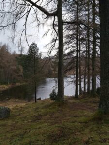 Blea Tarn, Woodlands