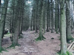 Blea Tarn, Woodlands