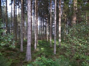 Kielder Forest Trees, Magical