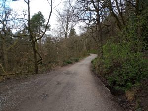 Harcastle Crags Woodland Path