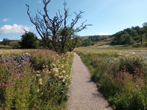 Plantlife - Malham Cove Walk
