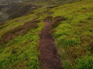 The Trinnacle Trail Guide