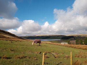 Haslingden Grane Walk, Horse