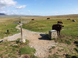 Yorkshire Three Peaks Challenge Route, Ingleborough to Horton-In-Ribblesdale