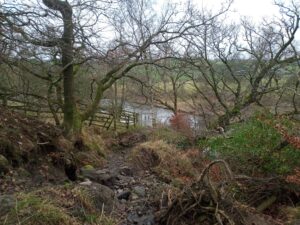 Hagg Wood, Gawthorpe Hall Walk, Blue Bell Wood, Padiham, Burnley, Foraging, Hobby