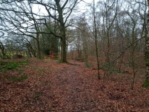 Hagg Wood, Winter, Burnley, Blue Bell Wood