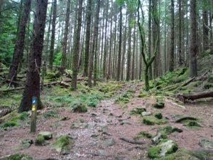 Gwydir Forest Park, Forest Trail, Trail Running