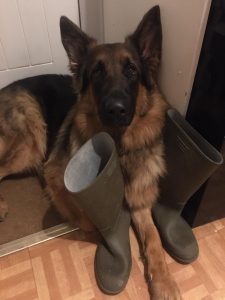 Best hiking dogs, cute German Shepherd