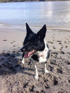 Border Collie, Best Hiking Dogs