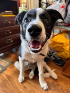 Cute Border Collie Puppy, Best Hiking Dogs
