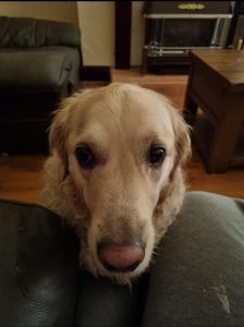 Cute Golden Retriever, Best Hiking Dogs