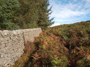 Simon's Seat walk guide, walk beside Lower Fell Plantation