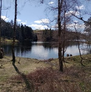 Ultimate Tarn Hows Guide (BEST Walk Routes, Parking & More) Lake District