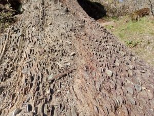 Coin tree, Tarn Hows, Wish