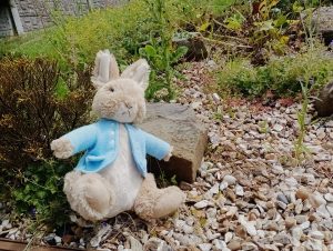 Peter Rabbit, Stuffed Teddy Bear, Beatrix Potter, First stuffed teddy in history