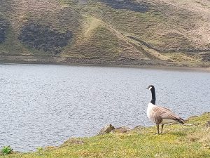 Gorpley Reservoir, Todmorden, Walk