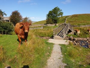 Yorkshire Three Peaks Challenge, Bridge & Cow