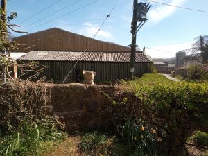 A funny pig statue outside Winkley Piggeries