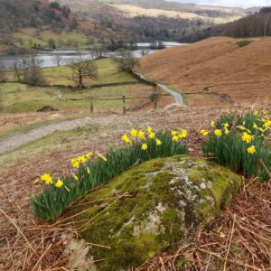 Flowers, Rydal Caves walk, Lake District