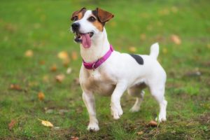 Jack Russell, Best hiking dog breeds