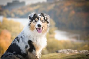 Australian Shepherd, Best hiking dog breeds